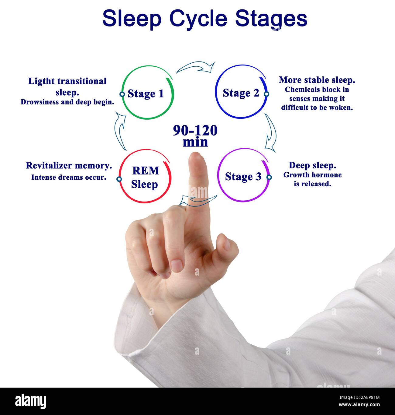 woman presenting Sleep Cycle Stages Stock Photo - Alamy