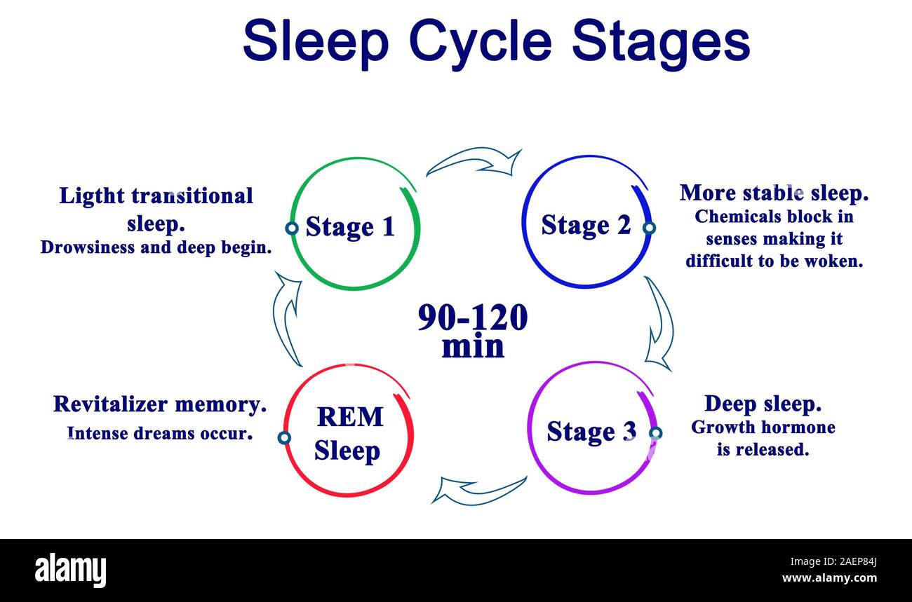 Sleep Cycle Stages Stock Photo Alamy