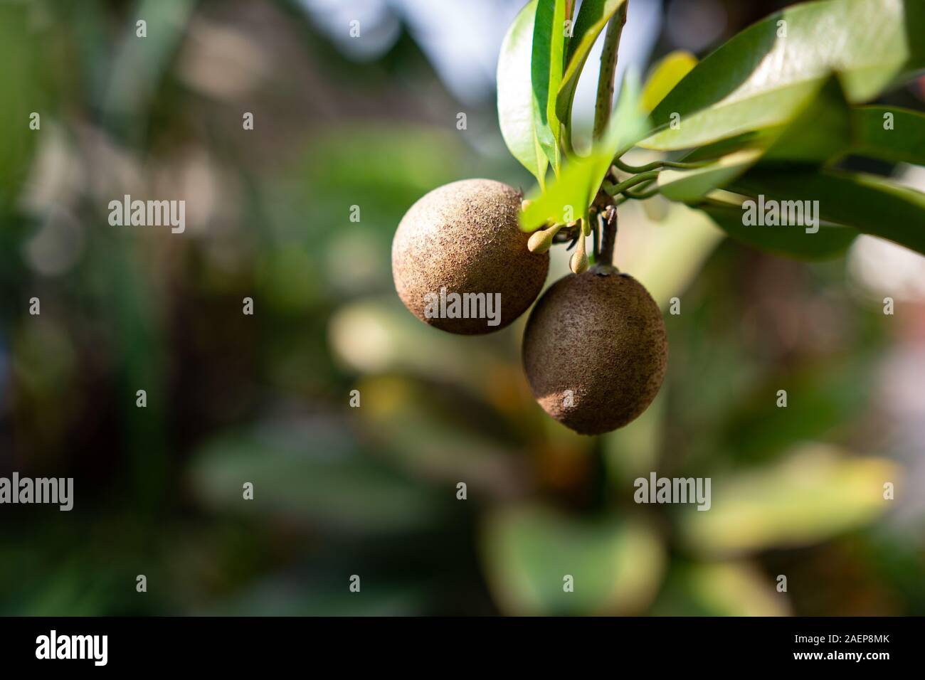 Close up of Sapodilla fruit on a tree. Stock Photo