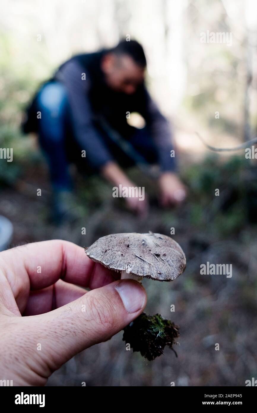 closeup of two men picking grey knight mushrooms, also known as dirty tricholoma, in a forest Stock Photo