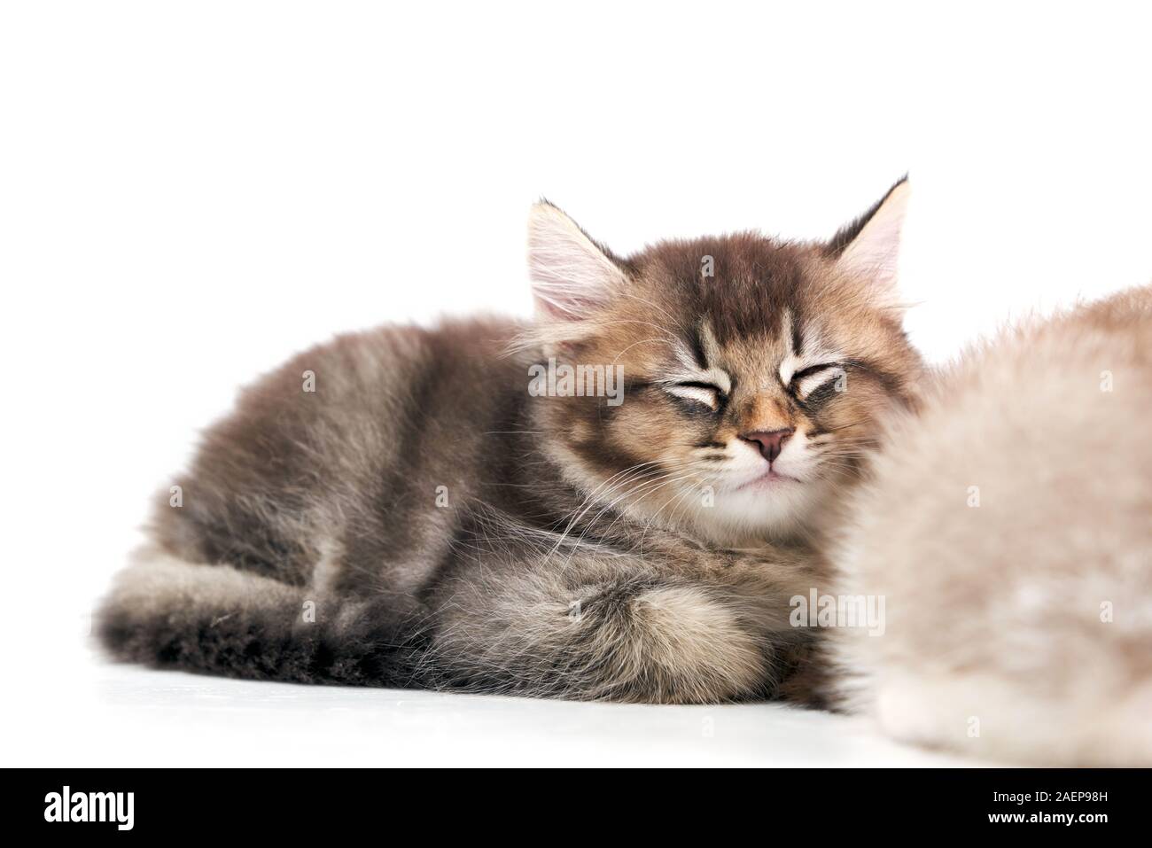 Side View Of Small Cute Grey Shorthair Tabby Kitten With Closed