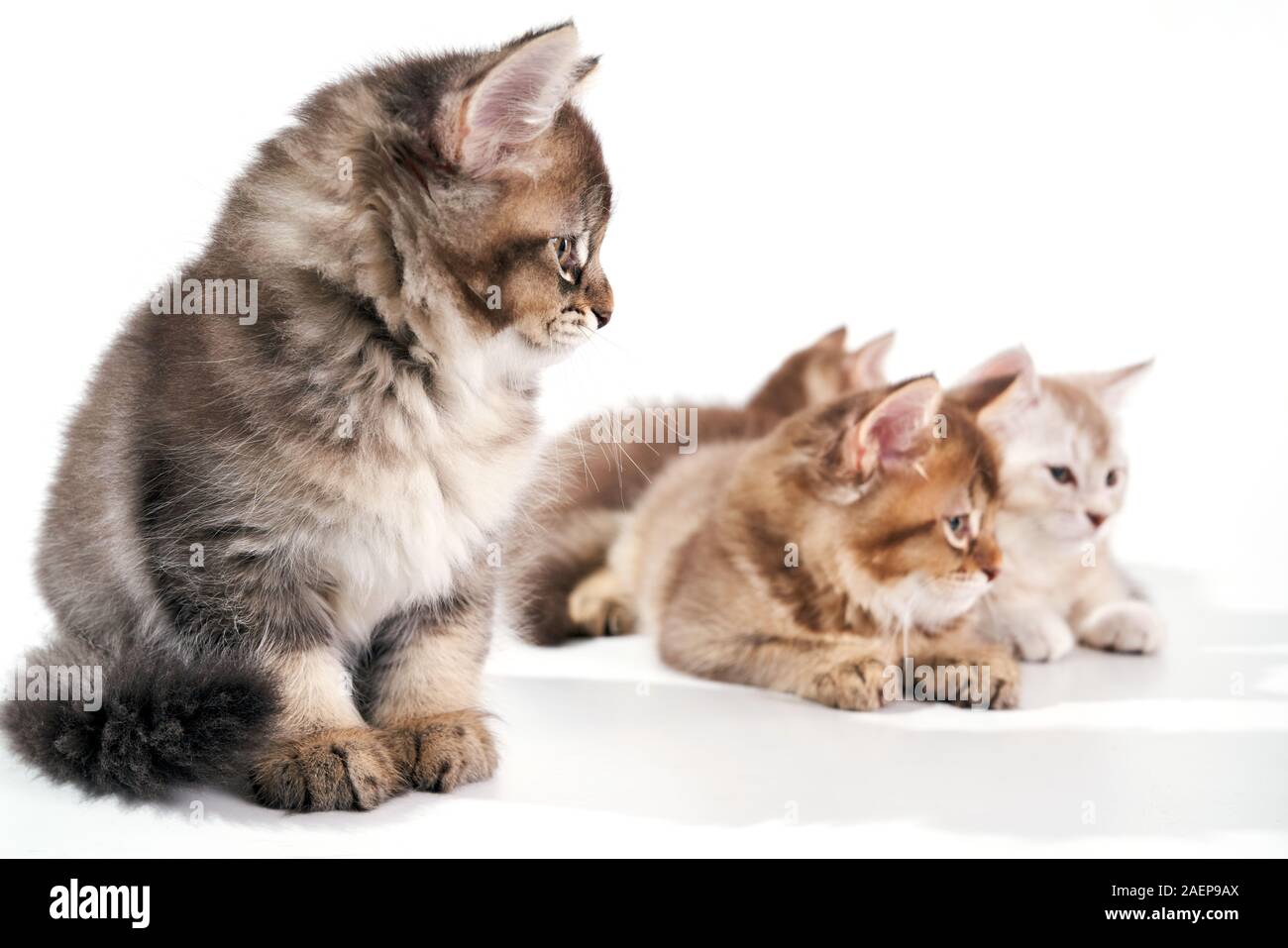 Front view of shorthair kittens in foreground and three lying back. Isolated close up of fluffy cats with adorable paws lying and looking away on white studio background. Concept of pets, animals. Stock Photo