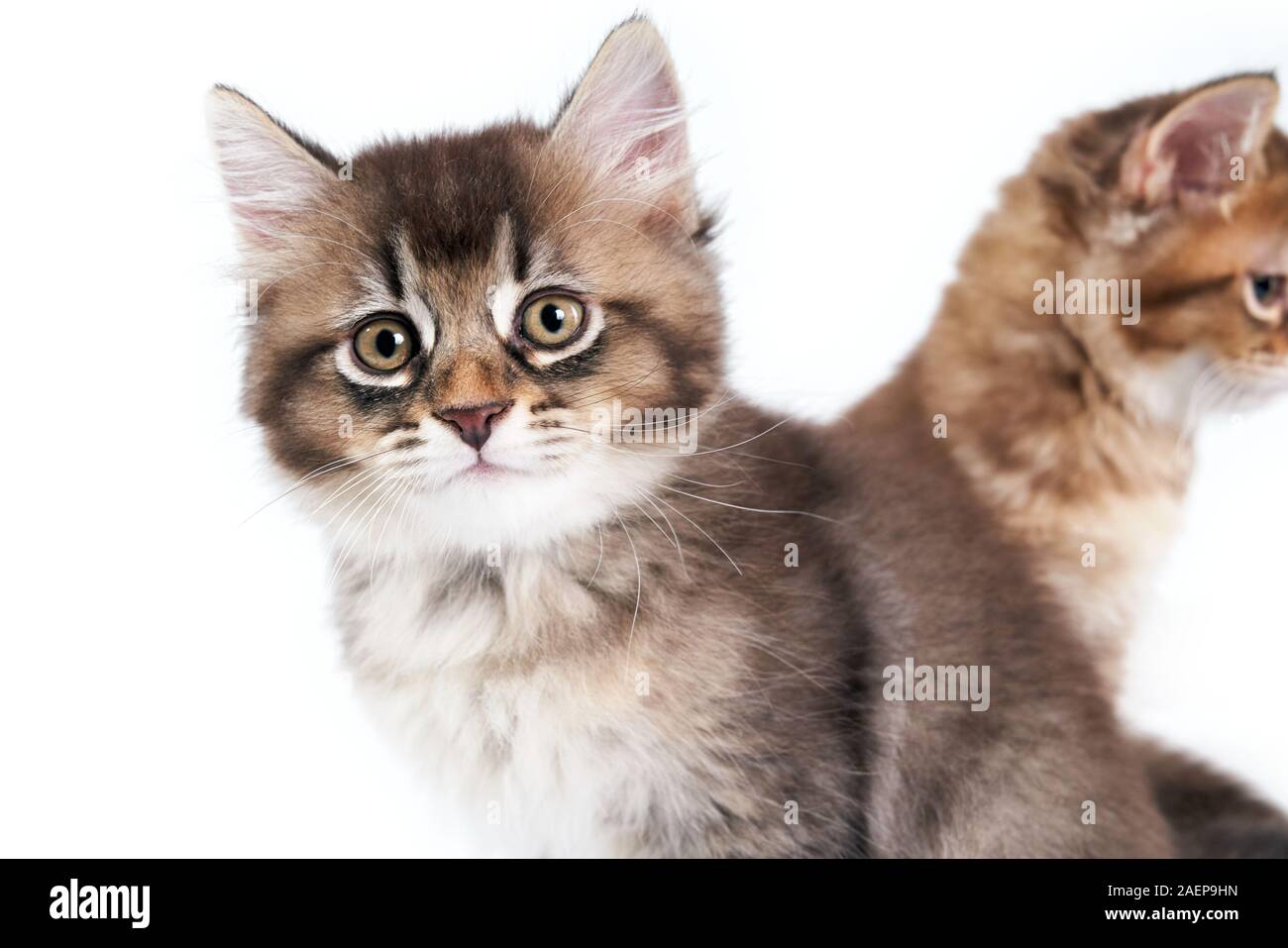 Front View Of Grey Shorthair Kitten In Foreground And Brown In