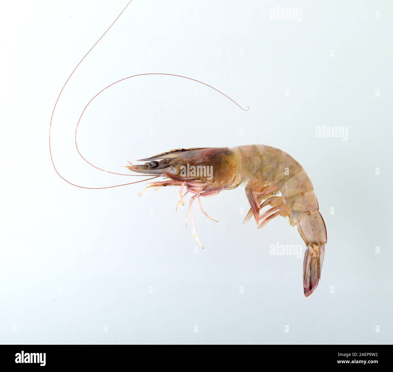 Fresh Prawn or Shrimp Isolated on white background Stock Photo Alamy