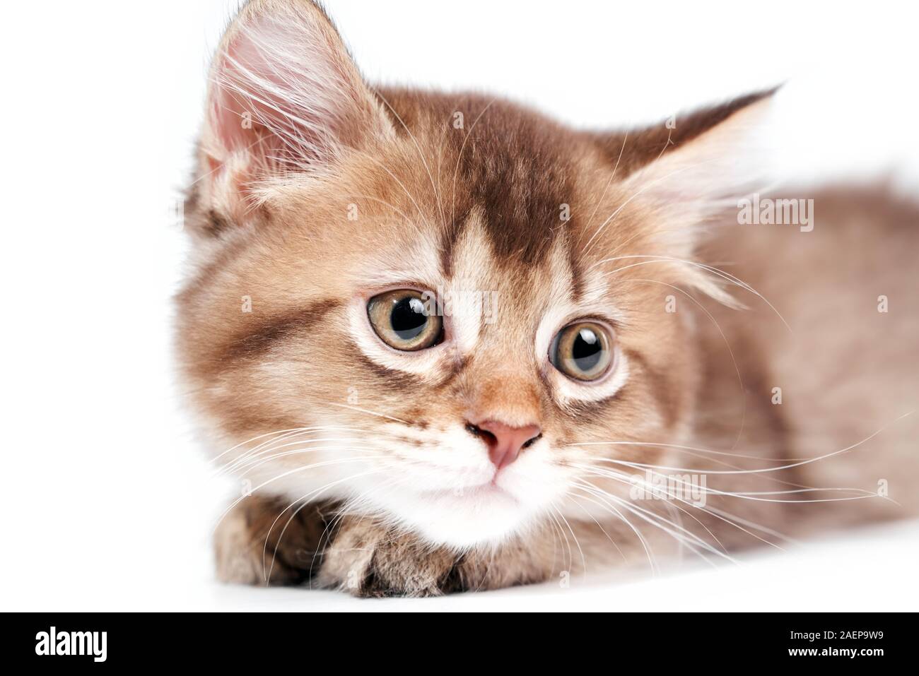 fluffy animals with big eyes