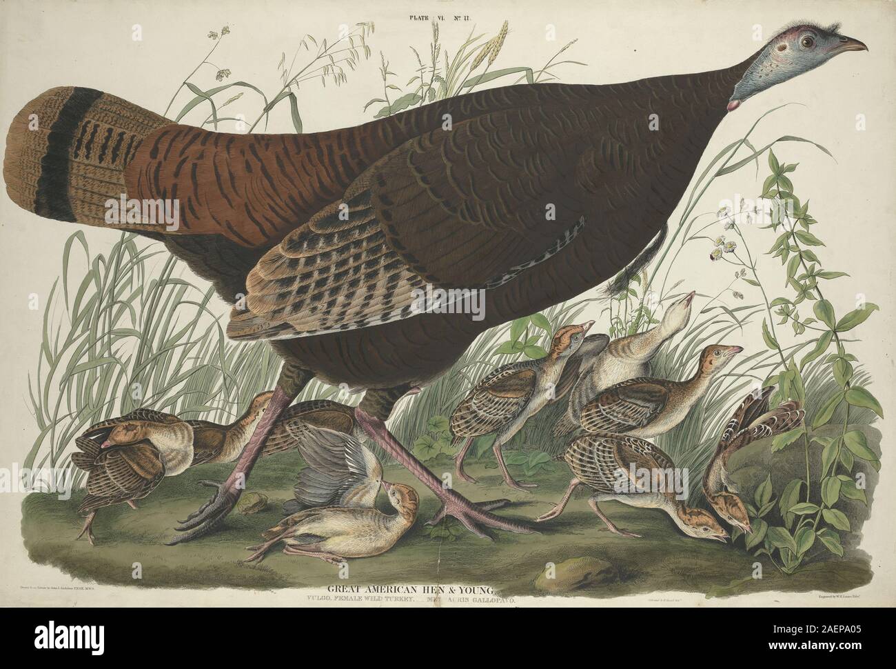 William Home Lizars after John James Audubon, Great American Hen and Young, 1827, Great American Hen and Young; 1827 date Stock Photo