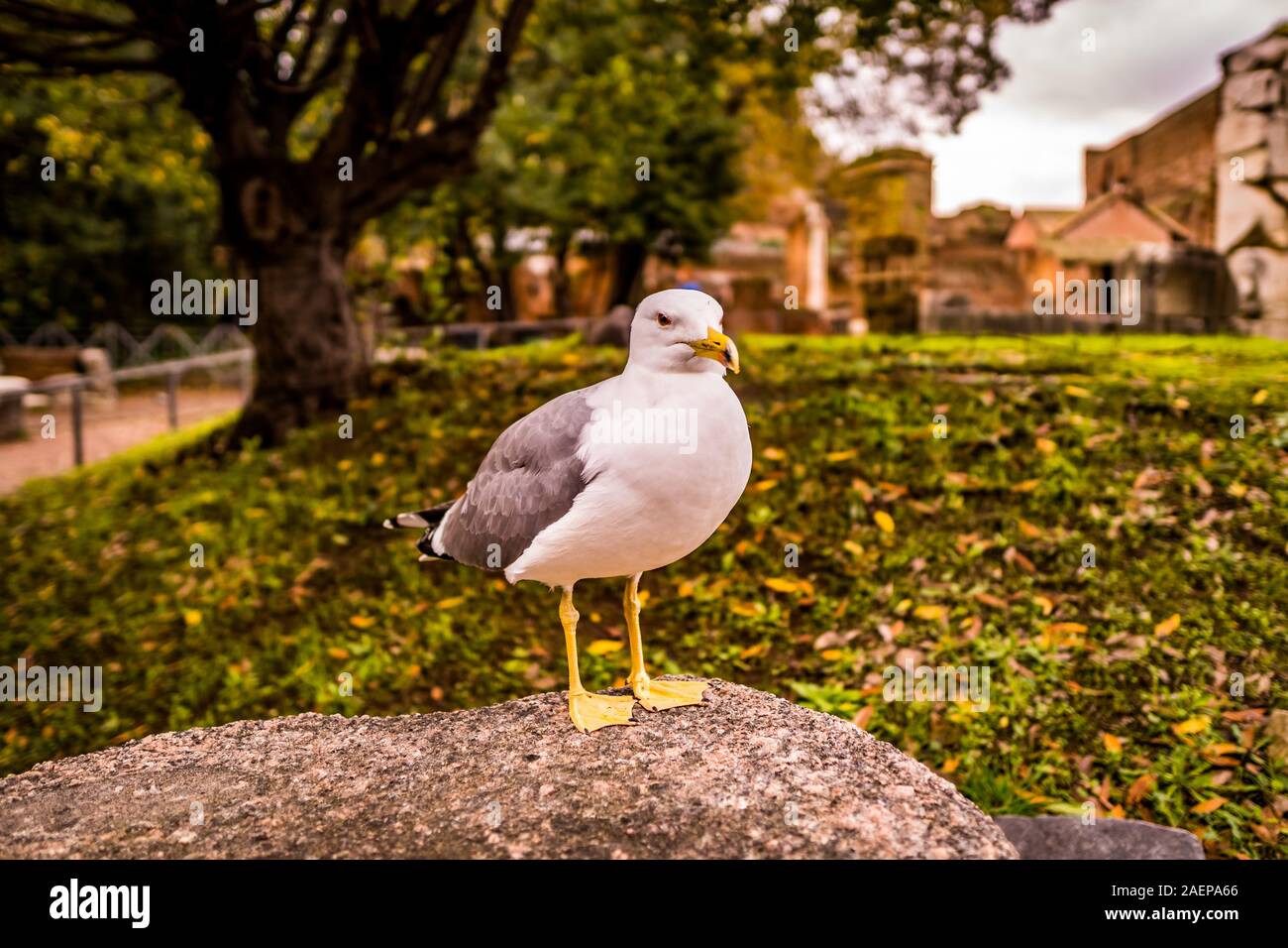 Seagull on a stone at roman forum, rome, italy Stock Photo