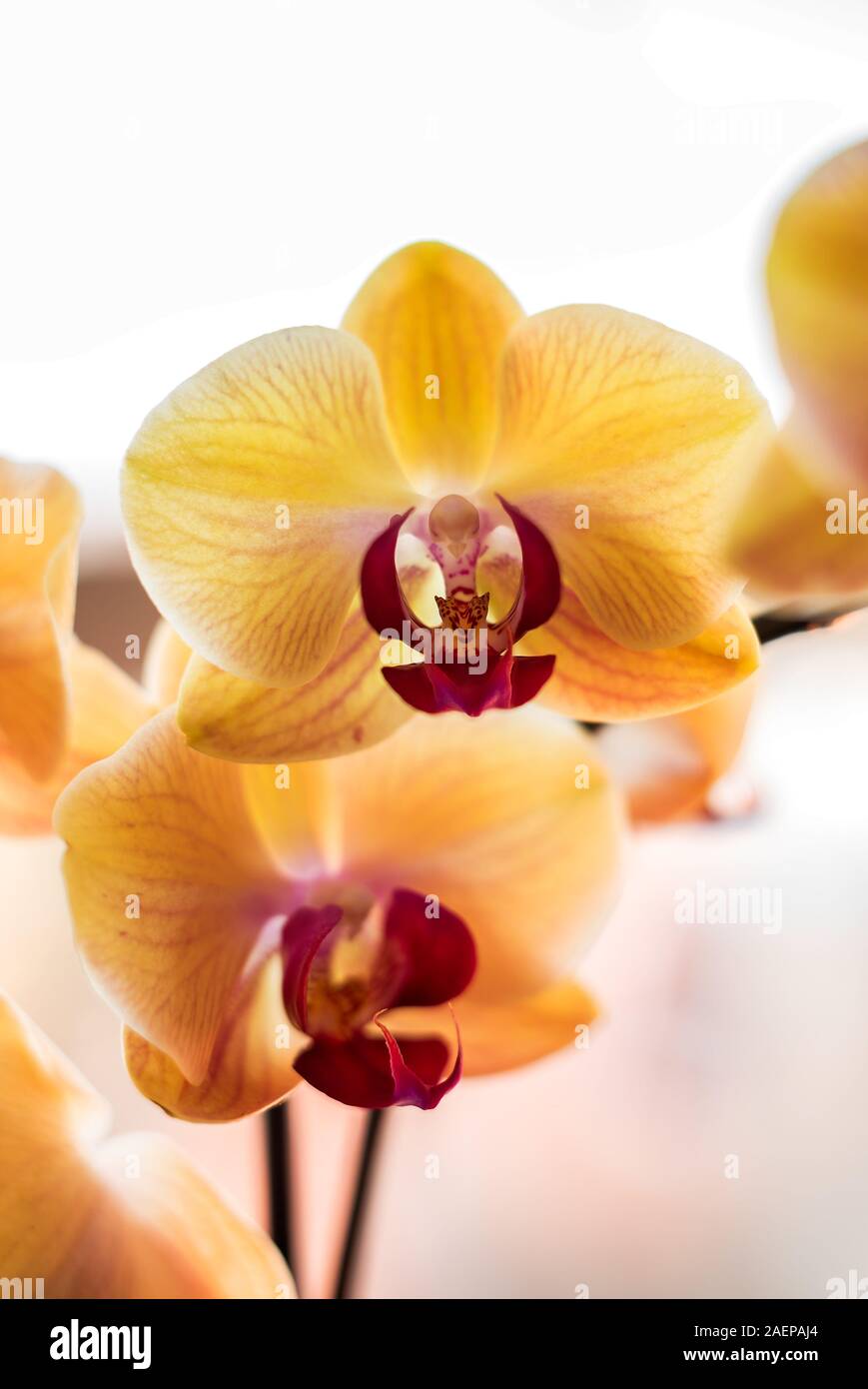 Beautiful tropical exotic Orchid with pink and yellow Moth Phalaenopsis flowers macro with selective focus, on a light background Stock Photo