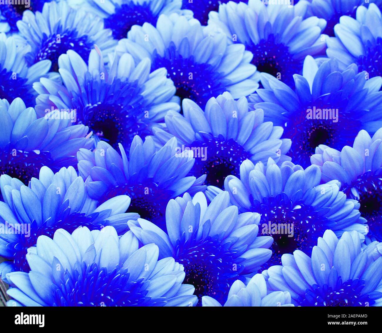Classic blue pantone color of the year 2020.Gerbera Daisy plant Stock Photo  - Alamy
