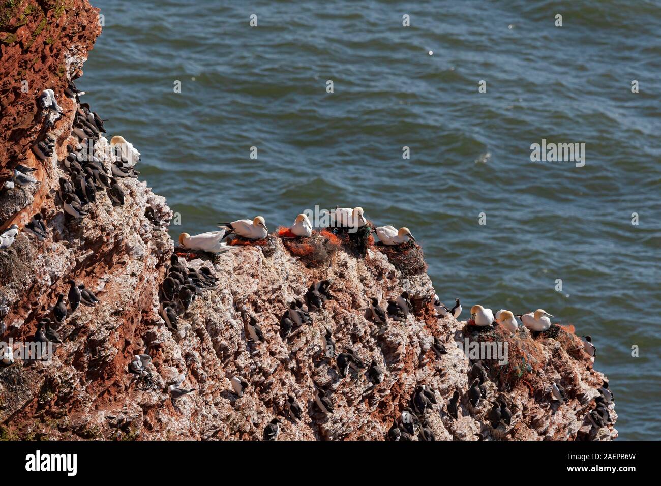 Breeding colony of Northern Gannet with fishing net as nesting material Stock Photo