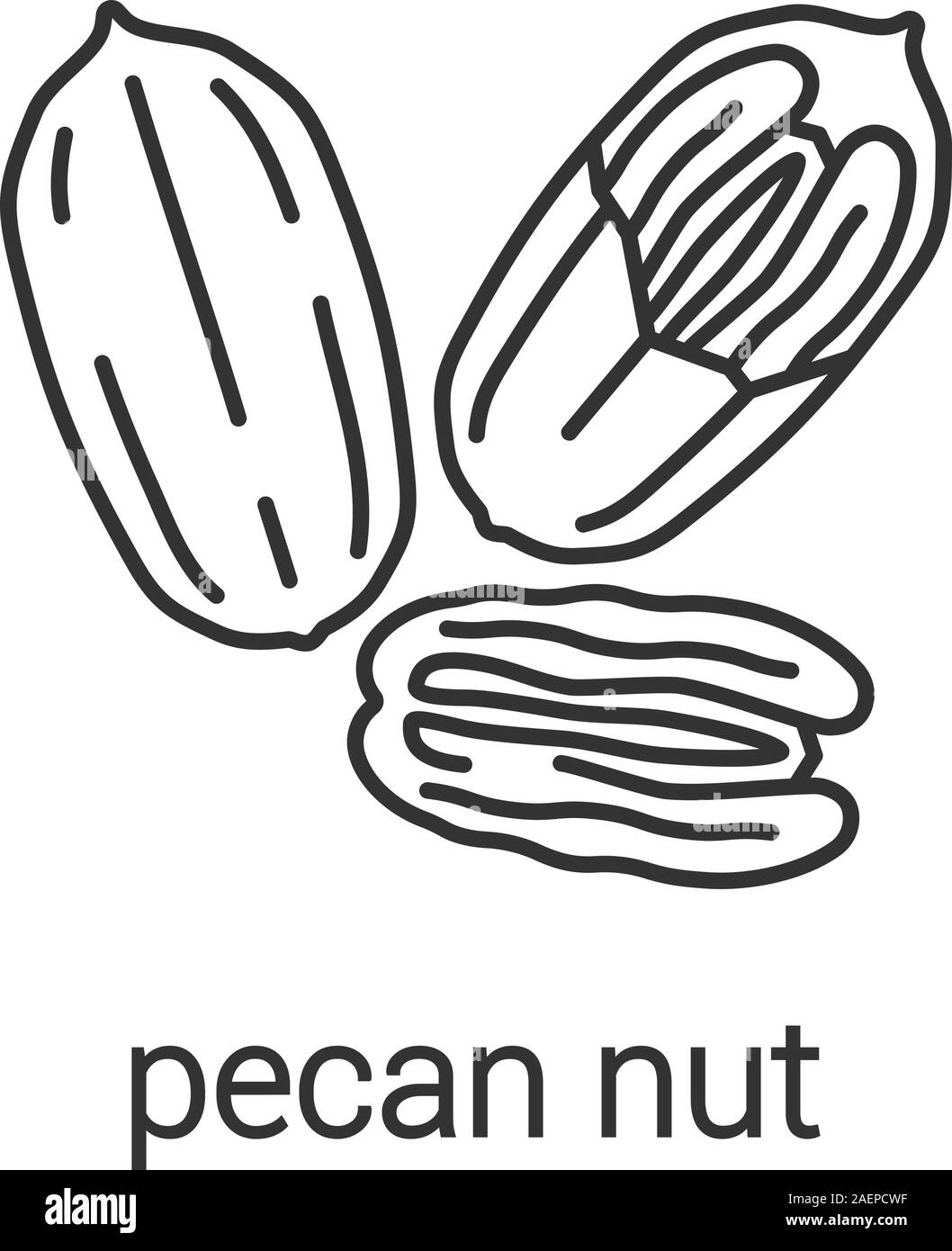 Pecan Drawing