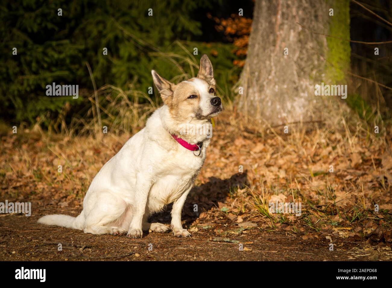 White small mixbreed dog sitting Stock Photo