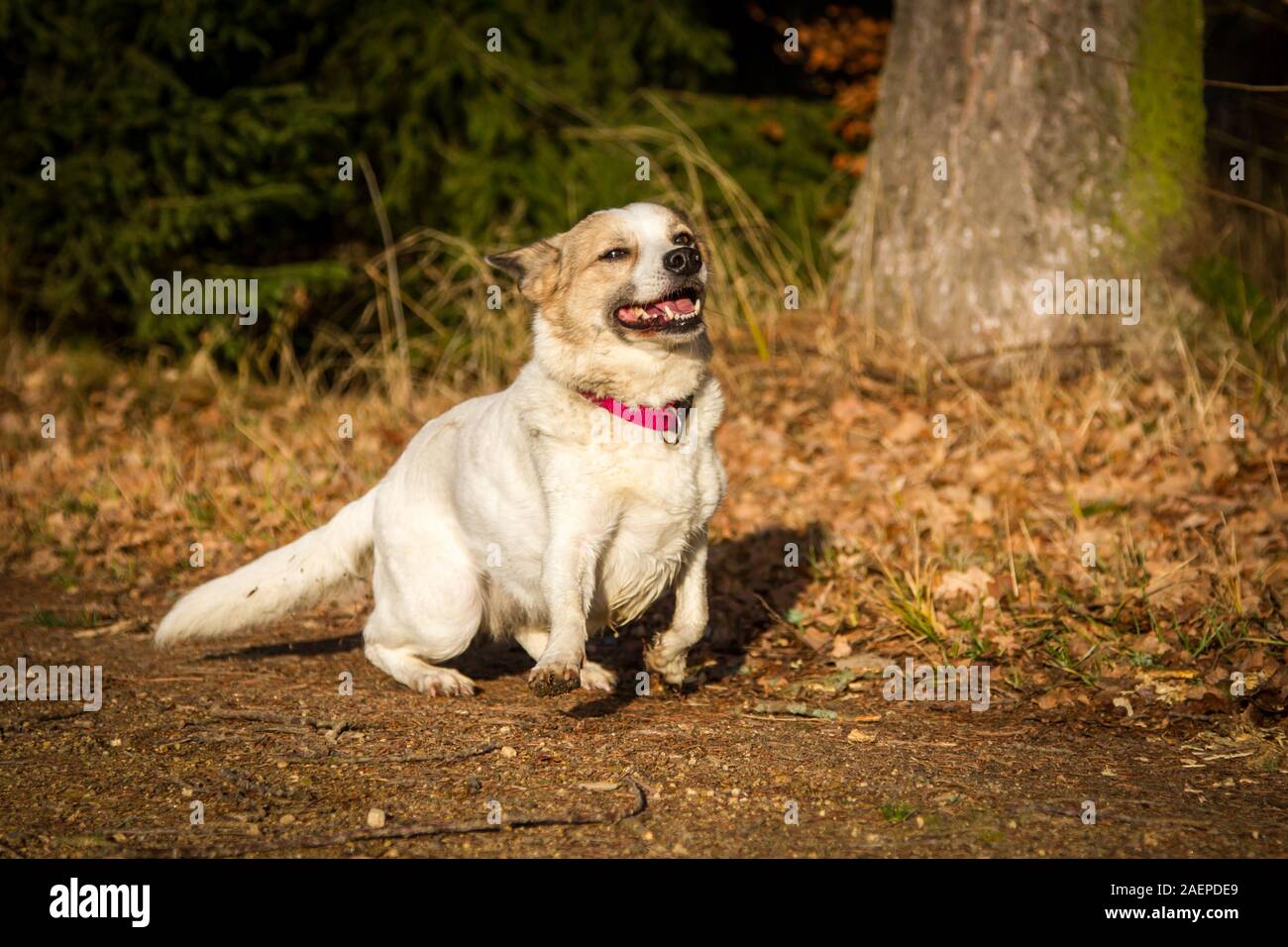 White small mixbreed dog starting to run to his owner Stock Photo