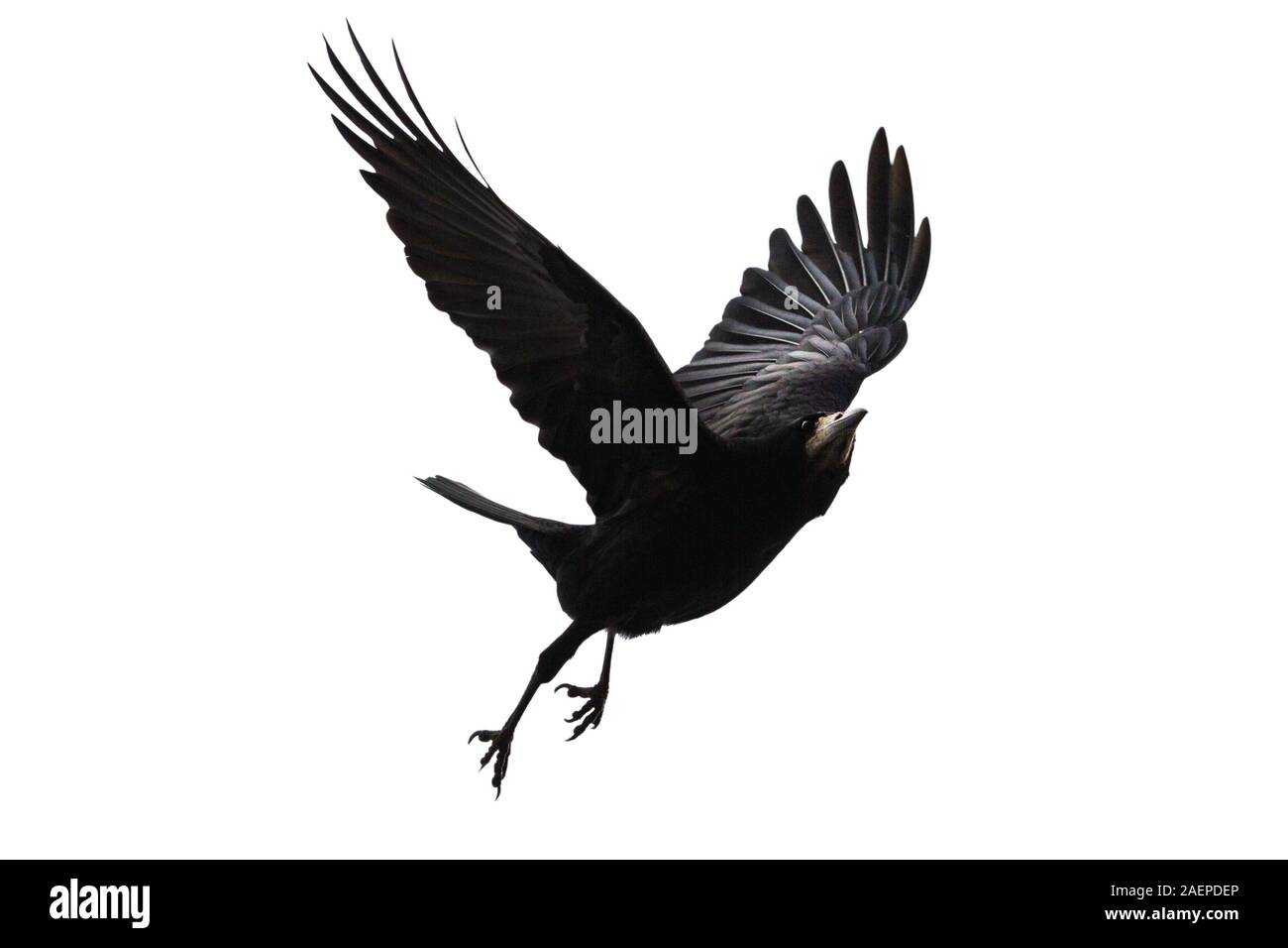 black bird flies on a white background Stock Photo