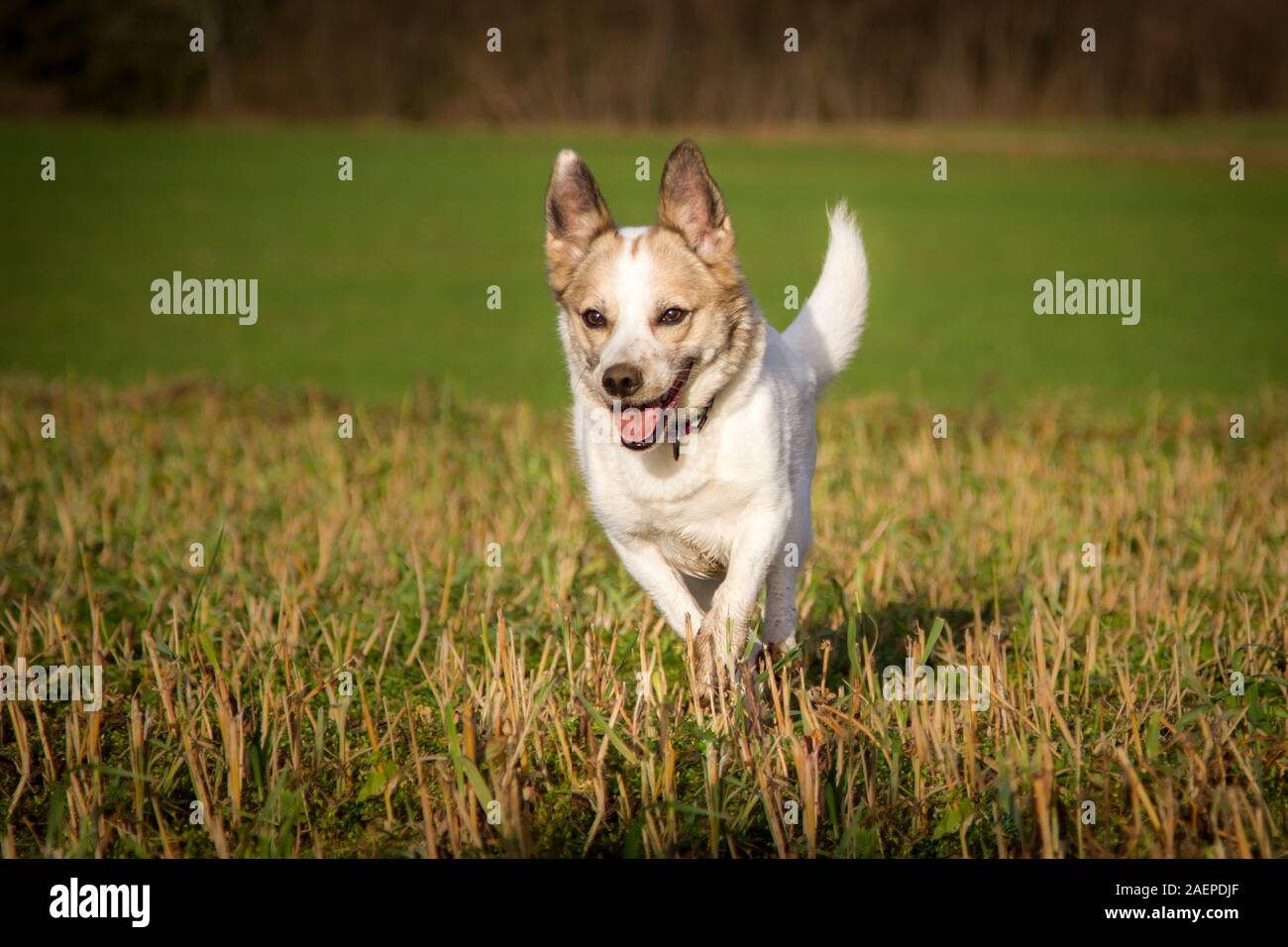 White small mixbreed dog running over a meadow Stock Photo
