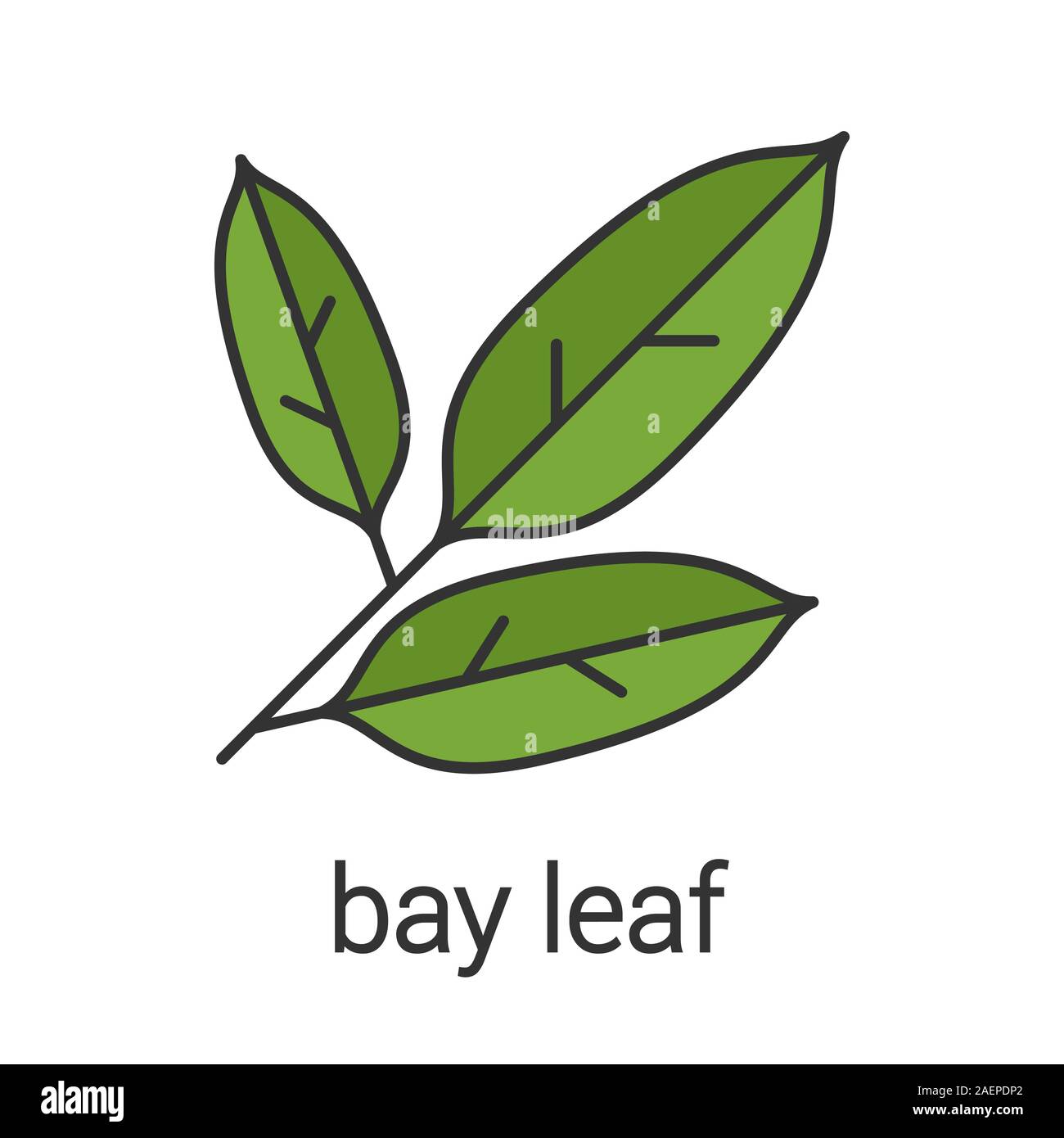 Bay leaf color icon. Isolated vector illustration Stock Vector Image & Art Alamy