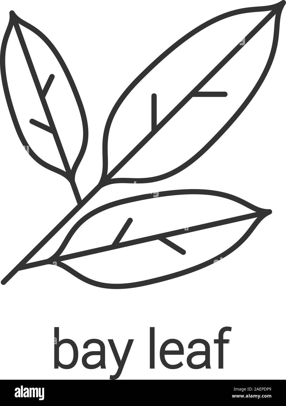 Bay leaves linear icon. Thin line illustration. Contour symbol. Vector