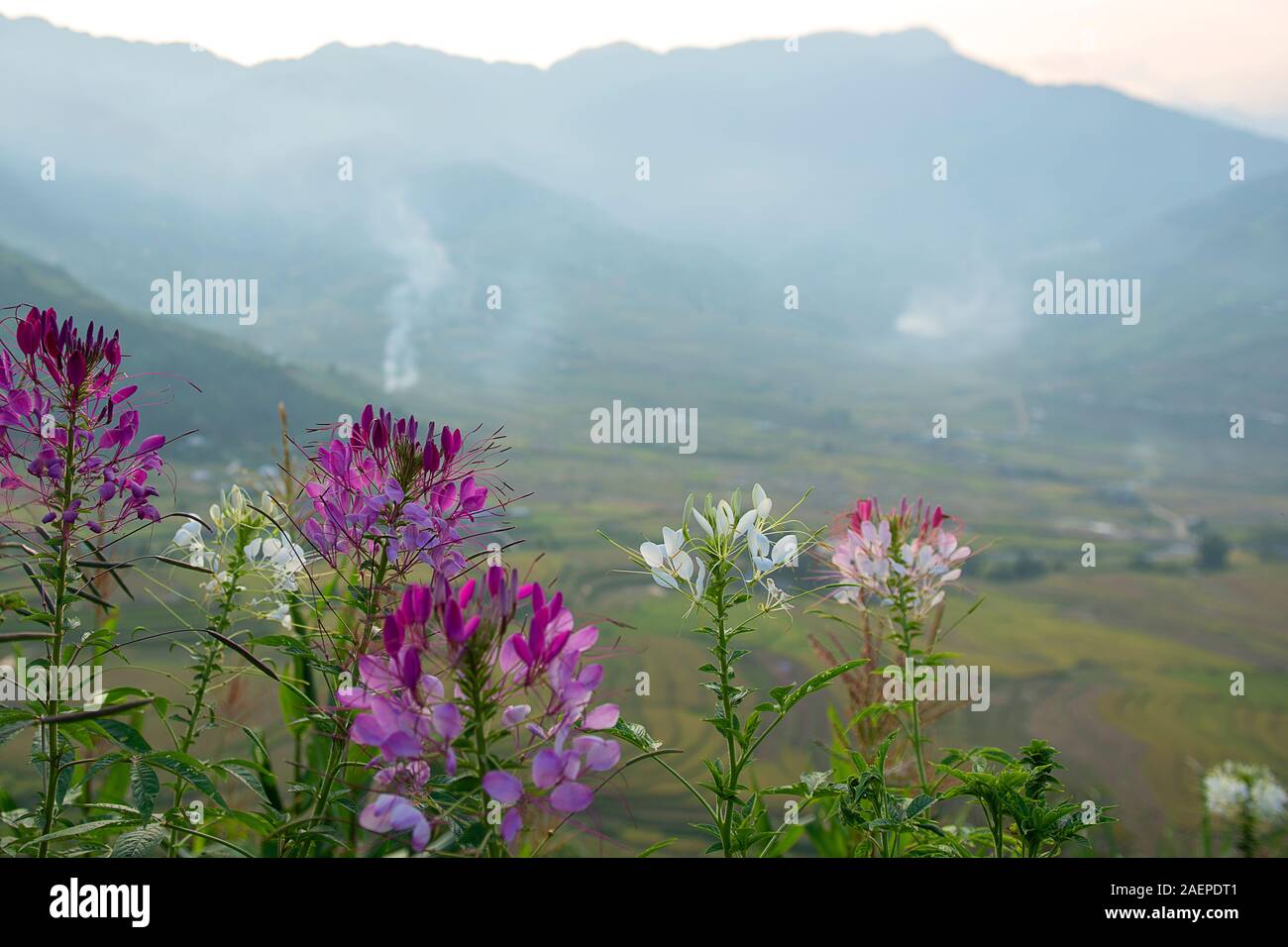 Flowers and green, brown, yellow and golden rice terrace fields of Tu Le valley, Northwest of Vietnam Stock Photo