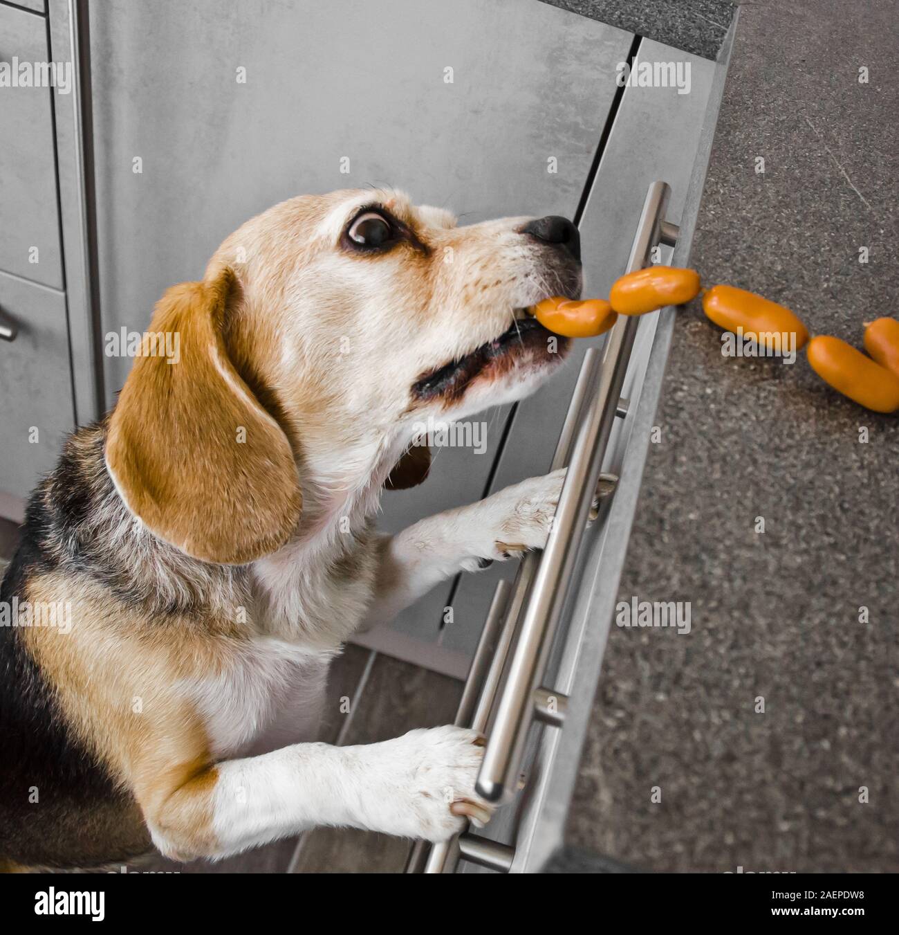 Dog stealing sausage hires stock photography and images Alamy
