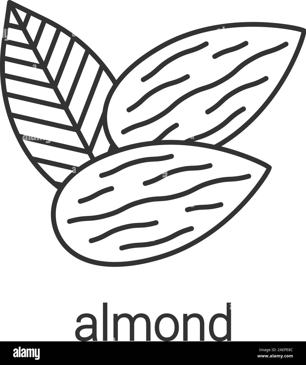 How to draw Almond - YouTube