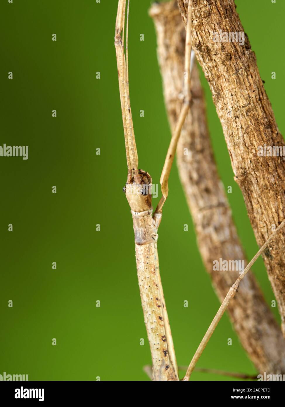 A macro shot of a stick insect (Carausius morosus) photographed against a green background in a studio set. Stock Photo