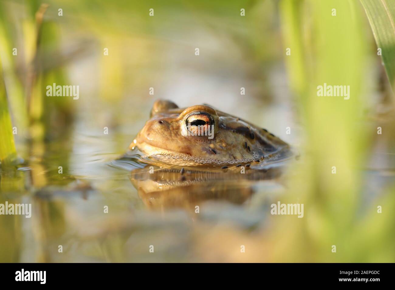Frog in a pond during mating season on a sunny spring morning. Stock Photo