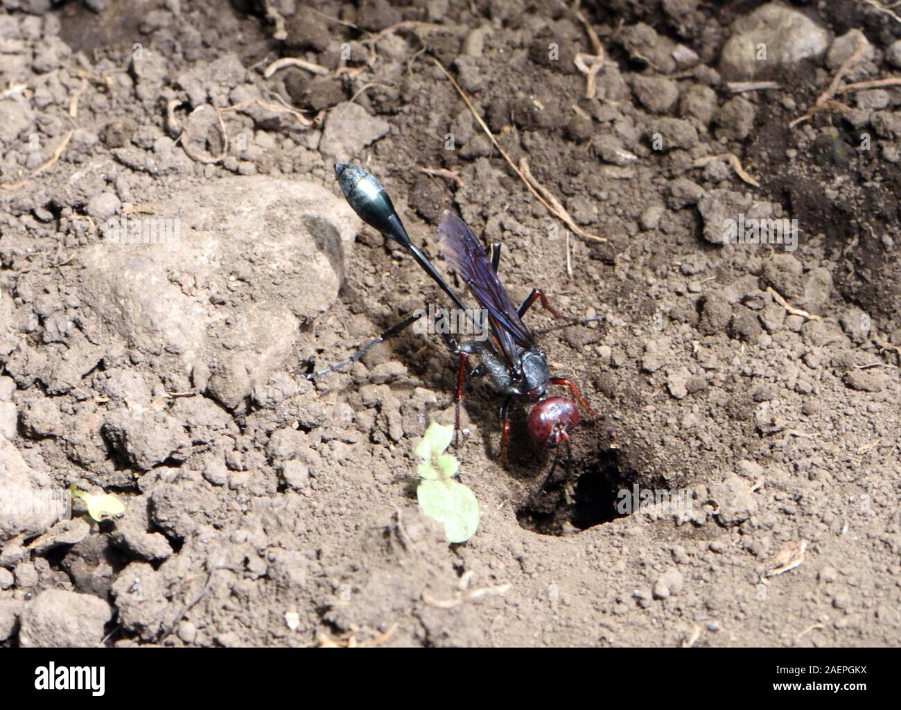 A purple wasp enters a burrow in dry soil. Arusha National Park. Arusha, Tanzania. Stock Photo