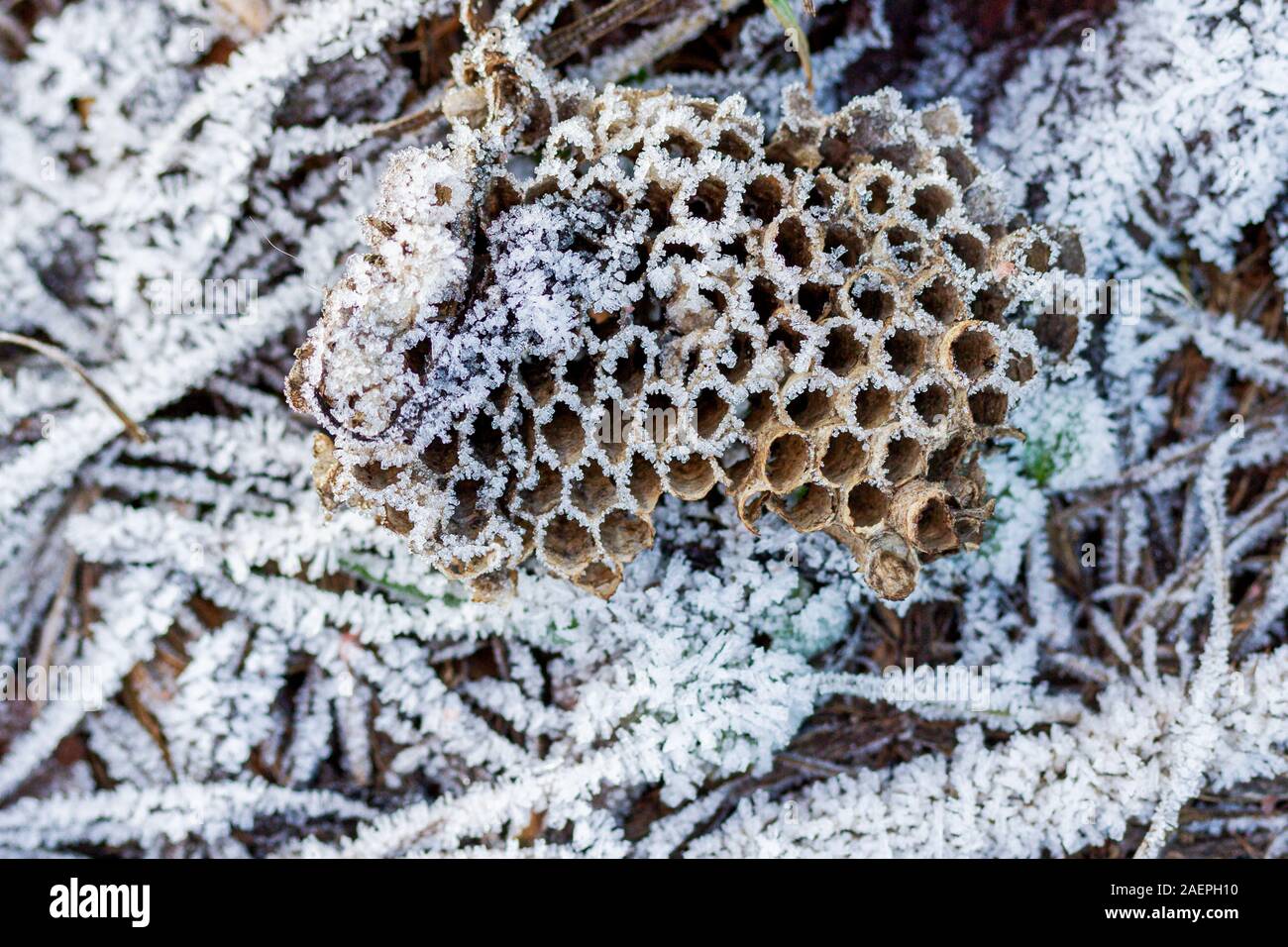 wasp nest with honeycombs covered with hoarfrost Stock Photo