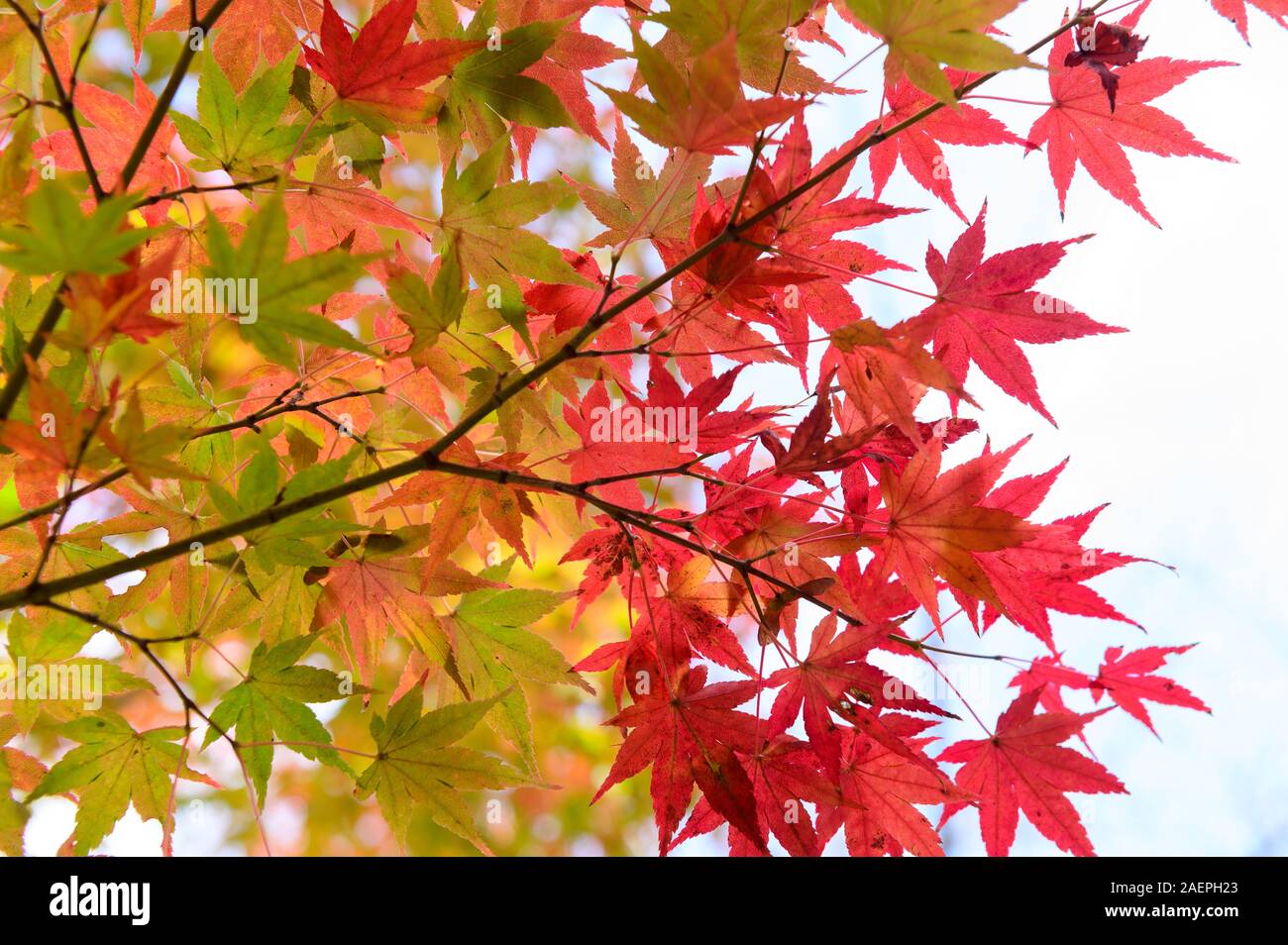 Multi-colored japanese maple leaves background Stock Photo