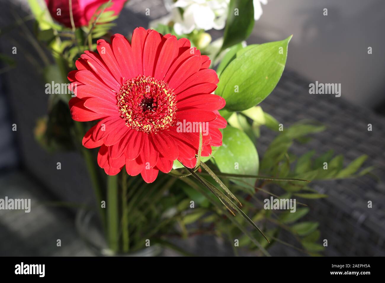 Beautiful bouquet of red gerbera flowers with some green leaves. Vibrant, colorful and romantic flowers are perfect for events like Birthdays. Stock Photo