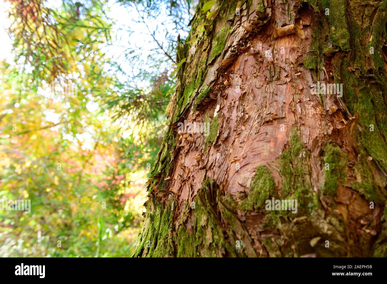 Green moss cover on tree bark background Stock Photo