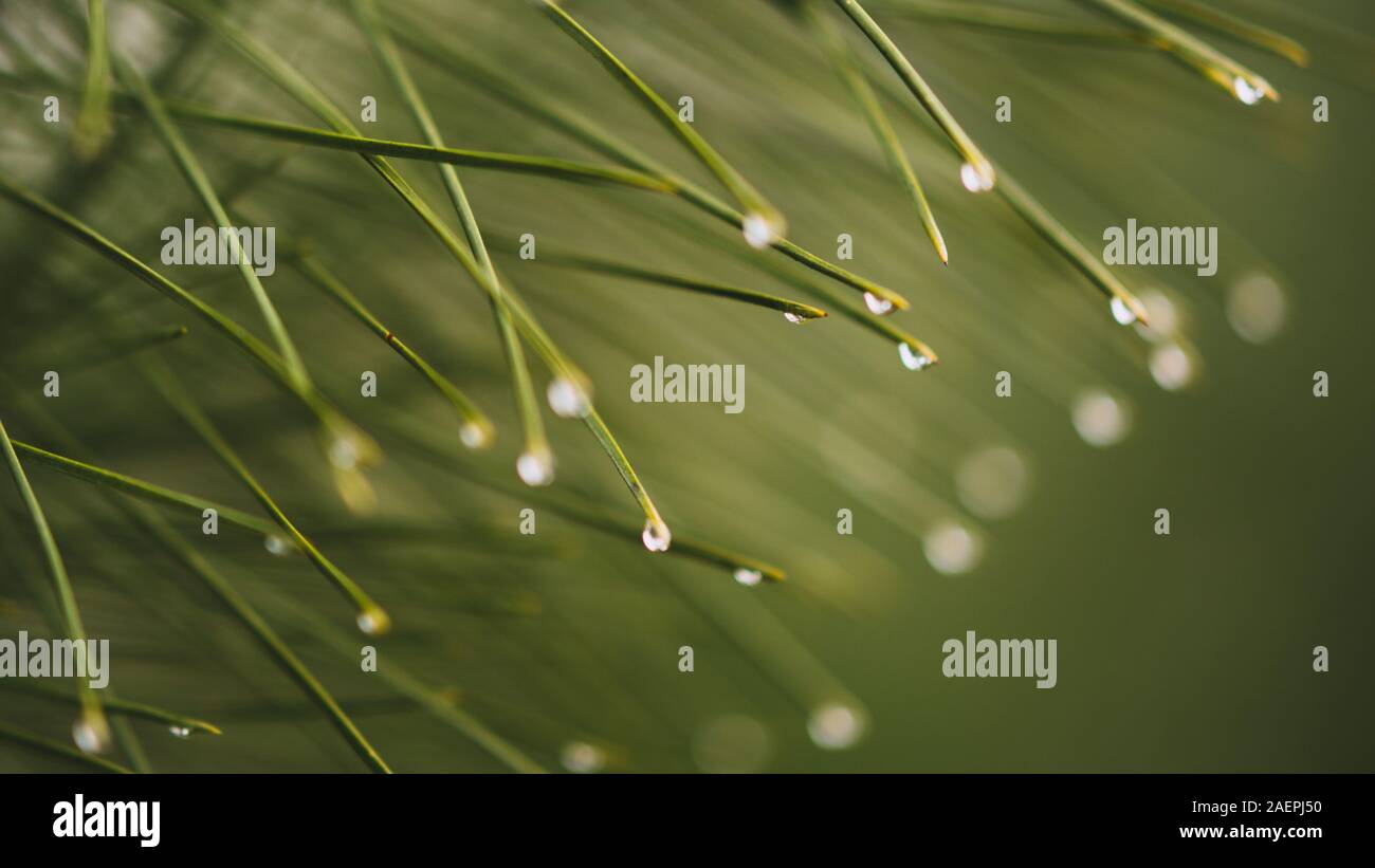 Water drops on the pine needles ends. Nature background. Stock Photo