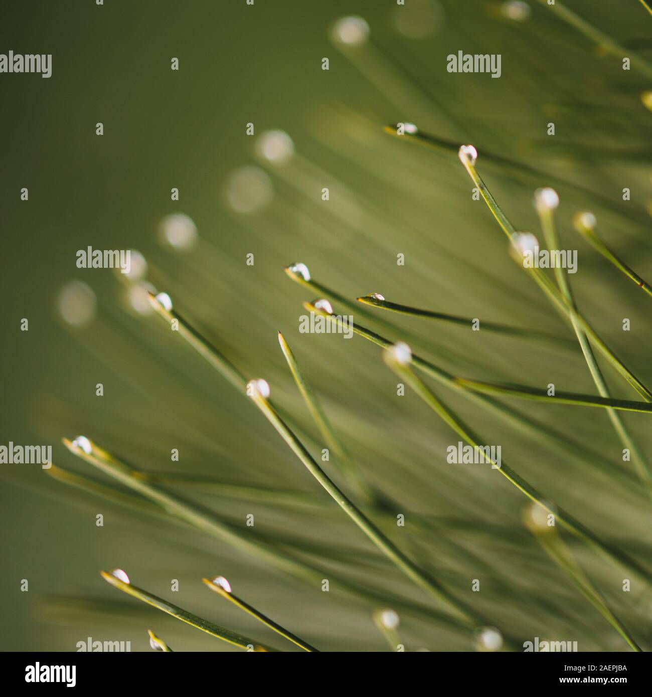 Raindrops on the pine needles ends, macro photo. Stock Photo