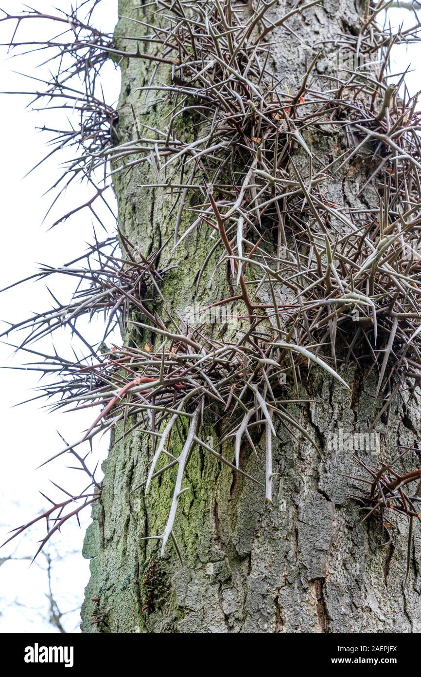 honey locust (Gleditsia triacanthos), thorny trunk // Tronc épineux de Gleditsia triacanthos, ou févier d'Amérique, France, Seine-et-Marne (77), Fonta Stock Photo