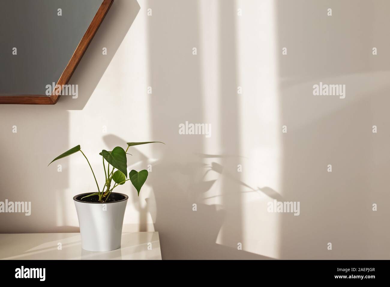 View of Minimalist interior with green house plant Stock Photo - Alamy