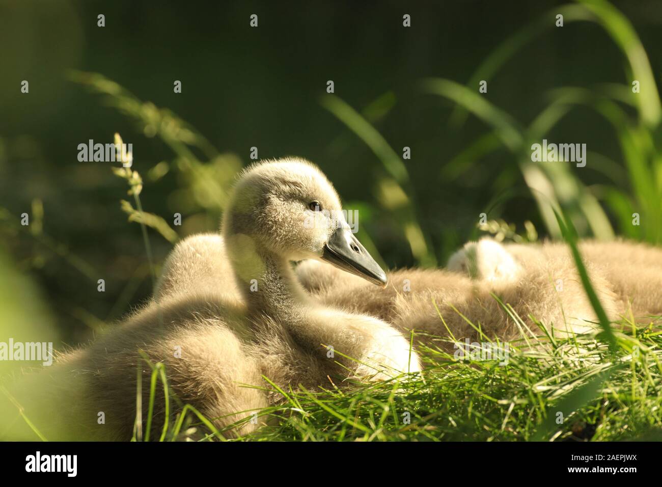 in the grass hires stock photography and images Alamy