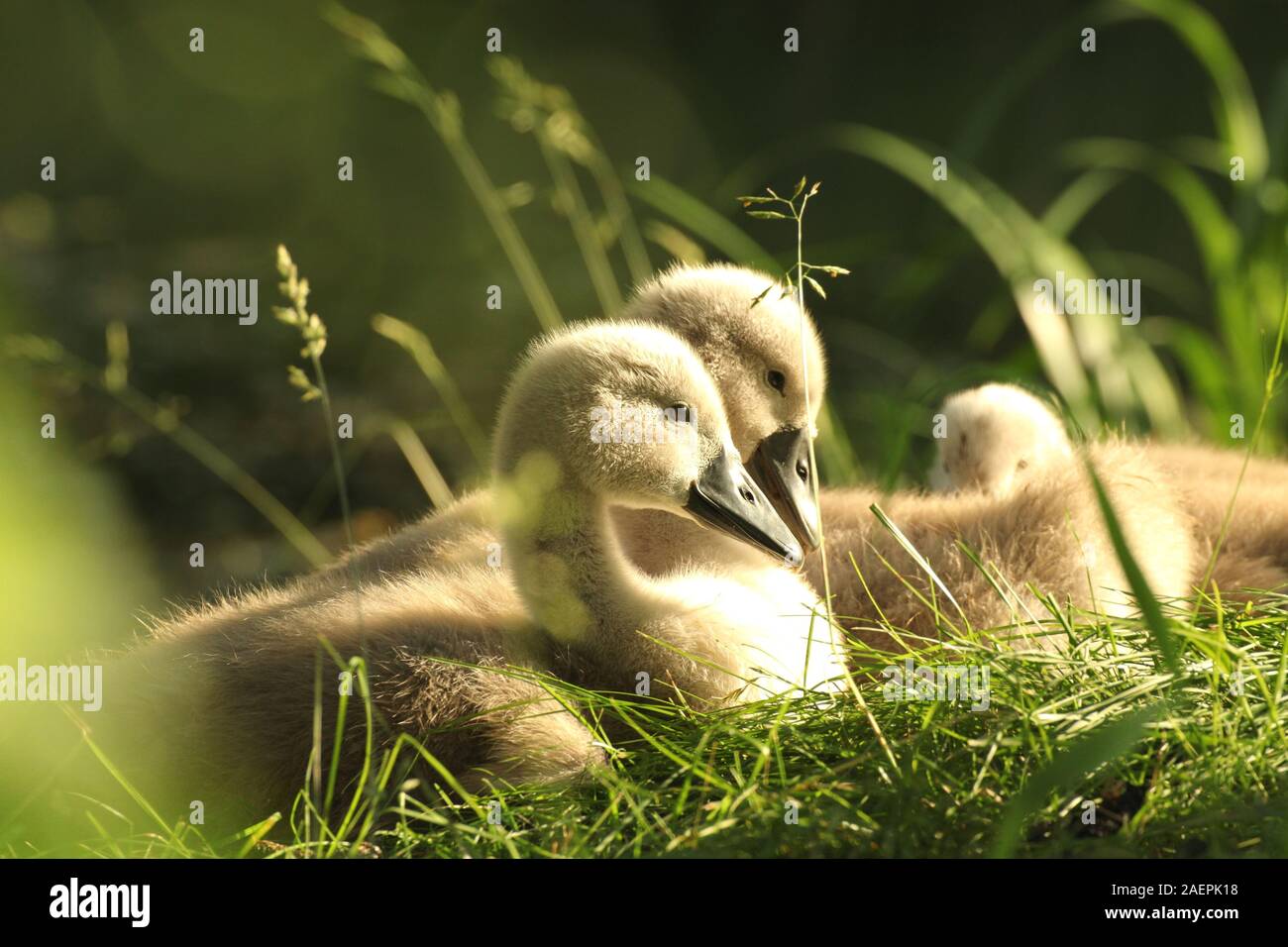 siblings hires stock photography and images Alamy
