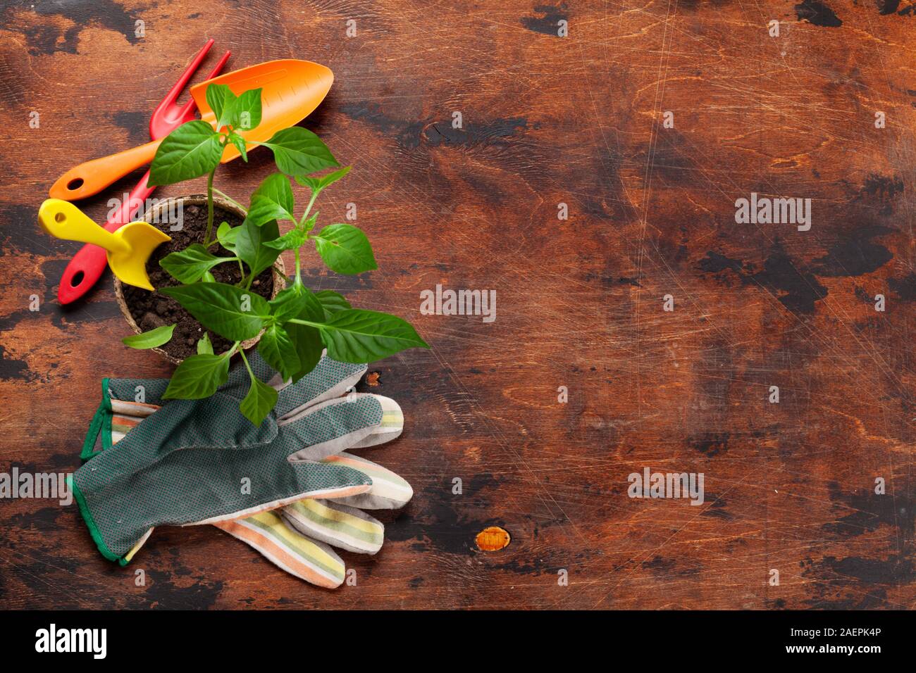Gardening tools and seedlings on garden table. Top view with copy space