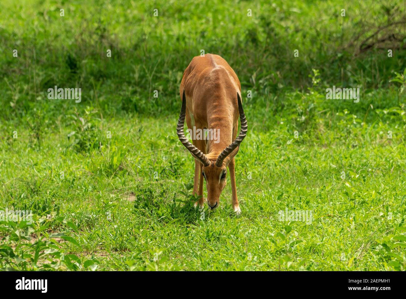 Long horns impala hi-res stock photography and images - Alamy