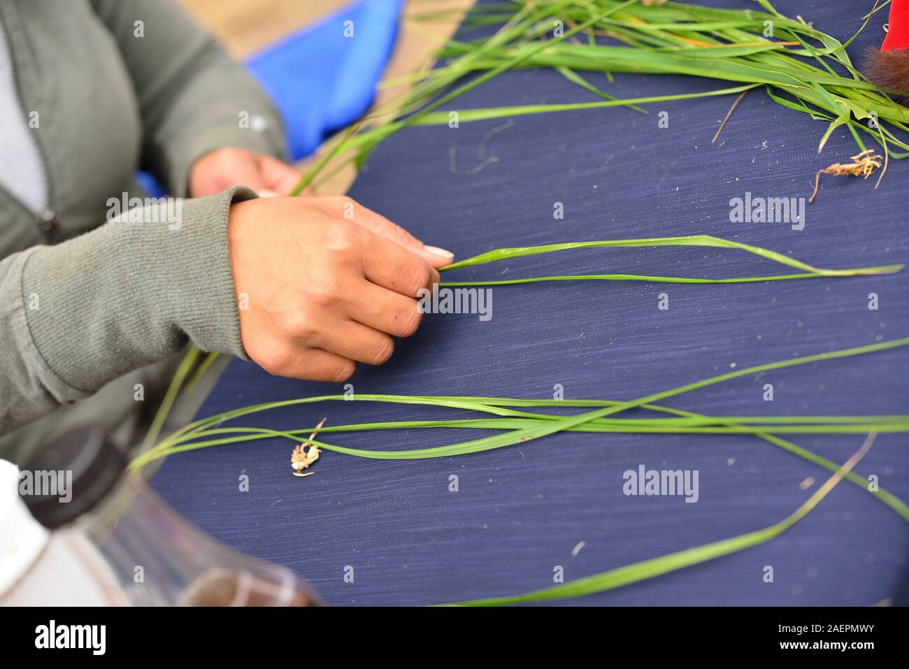 Blades of perennial sweetgrass are sorted and laid out in preparation