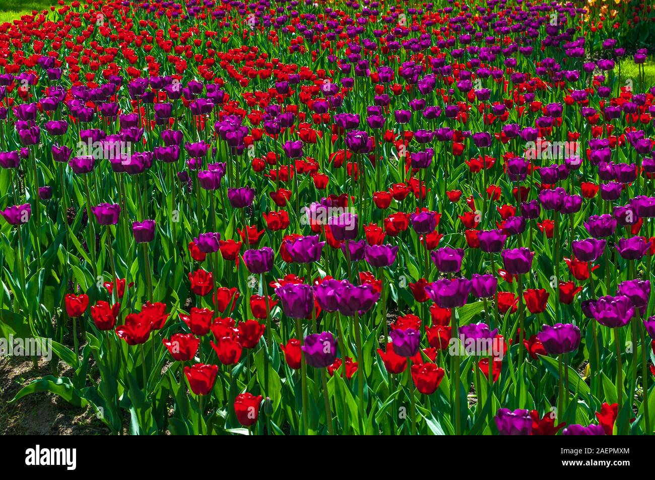 Colorful bright tulips in the park. Spring landscape Stock Photo - Alamy