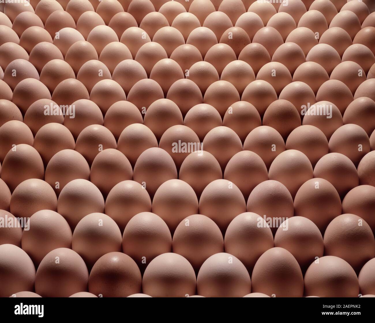 Regimented Chicken hen eggs group. Stock Photo