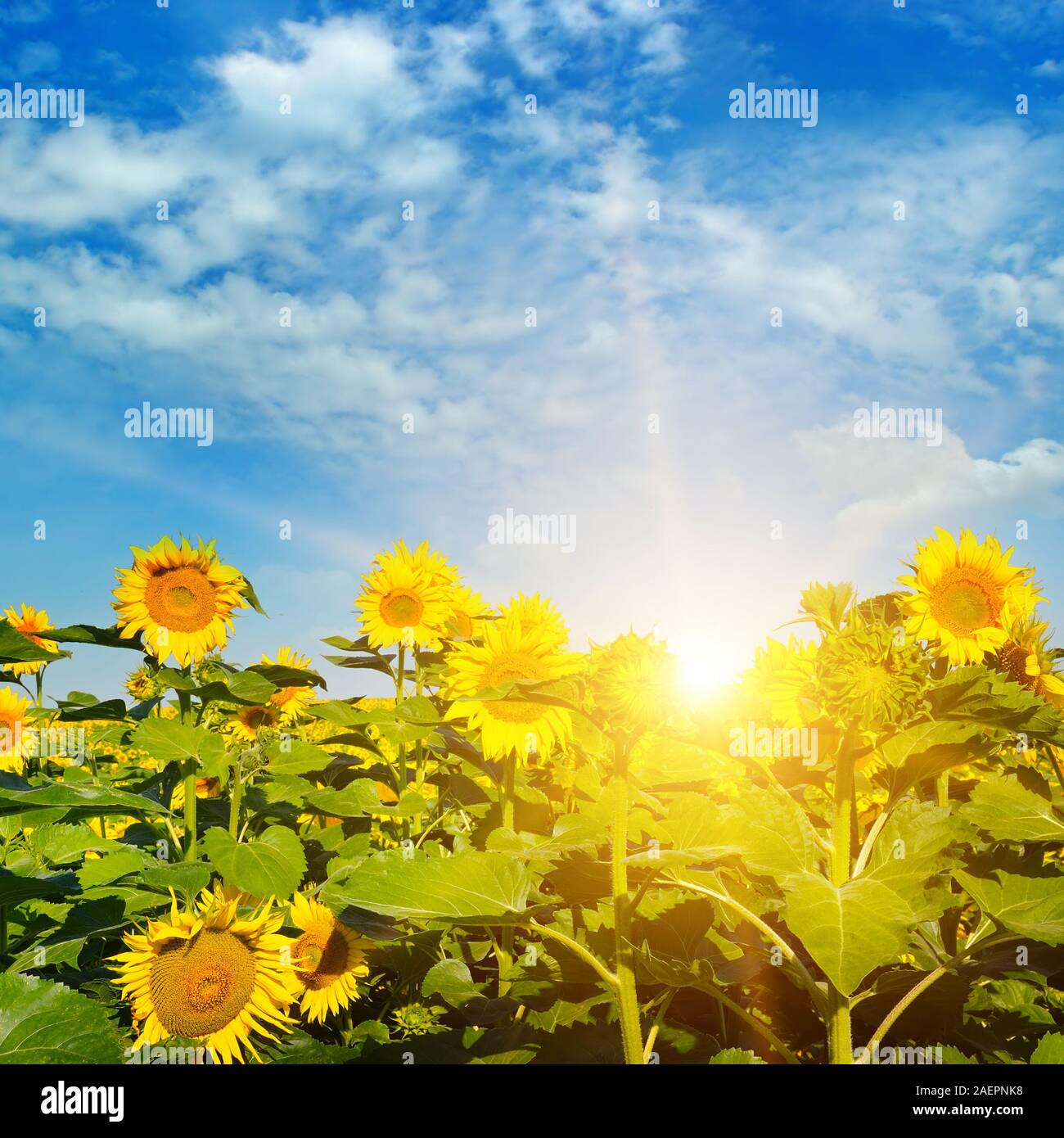 field of sunflowers and sunrise Stock Photo - Alamy