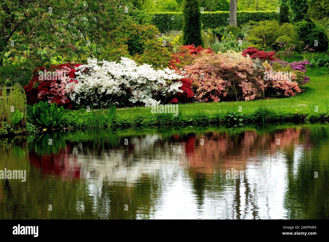 Reflections of Azaleas and Rhododendrons in pond of The Savill botanical garden in Egham, Surrey, UK Stock Photo