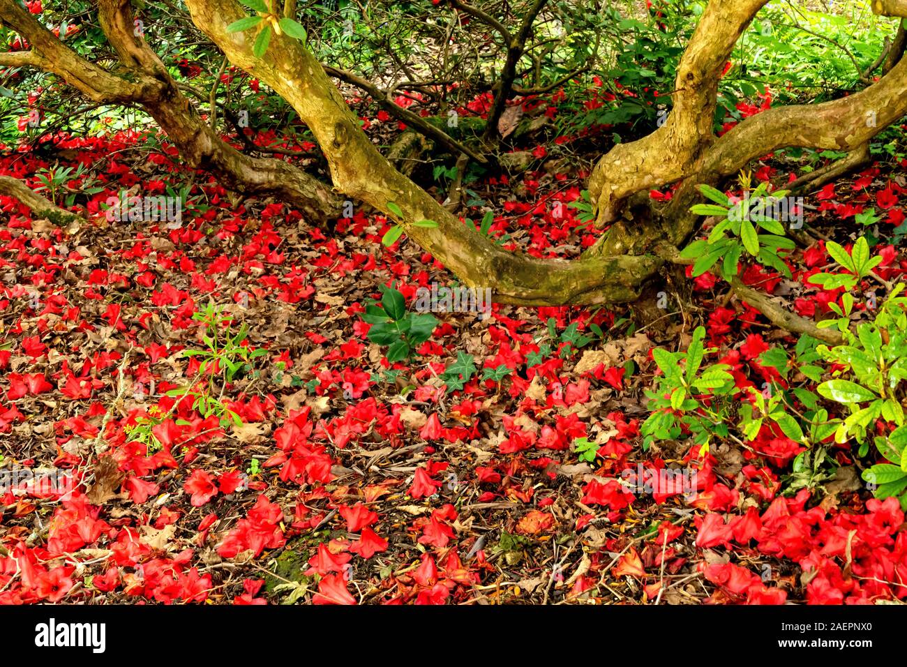 A carpet of red Azaleas surrounding a tree in The Savill botanical garden, Egham, Surrey, UK Stock Photo