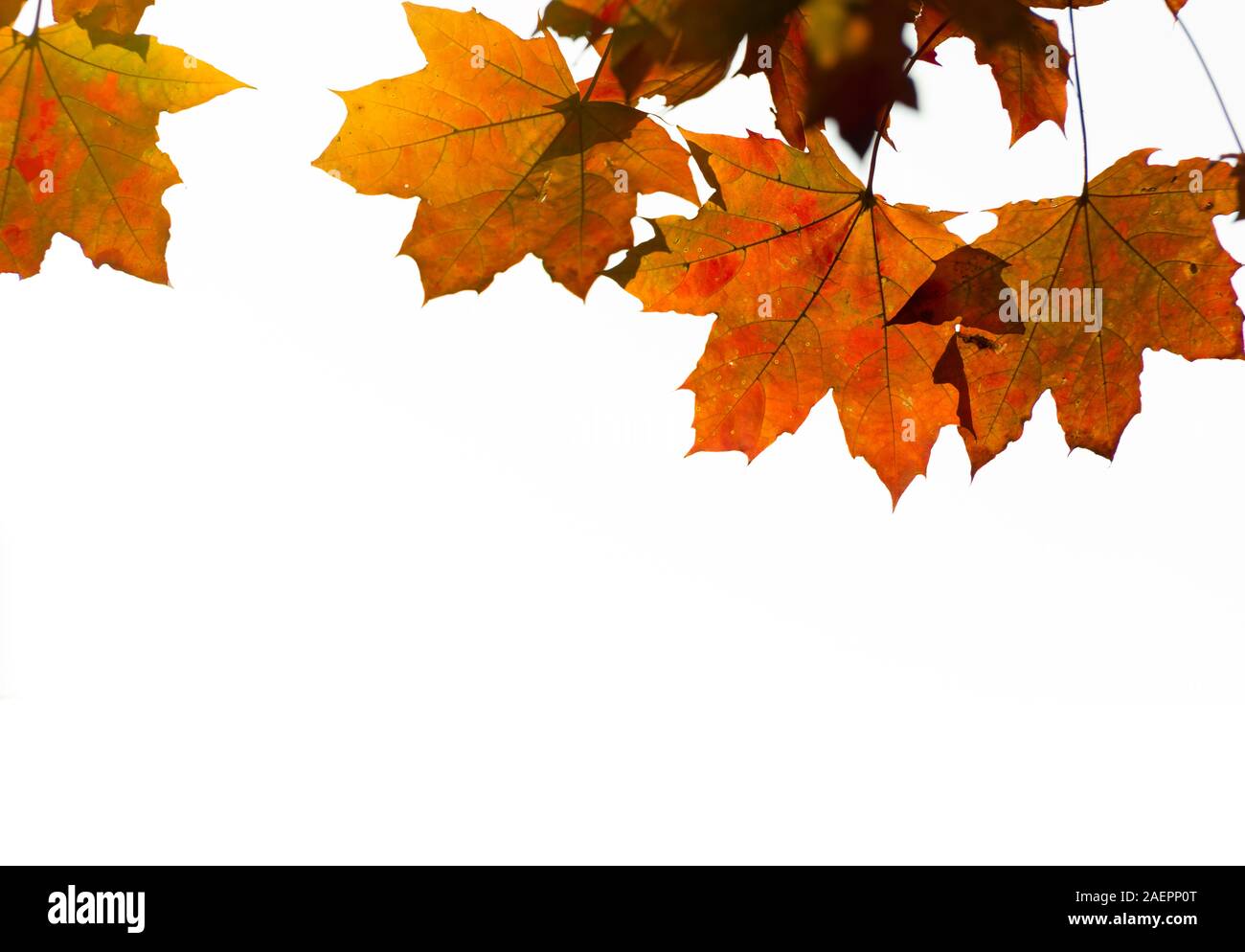 Autumn leaves isolated in white background Stock Photo - Alamy