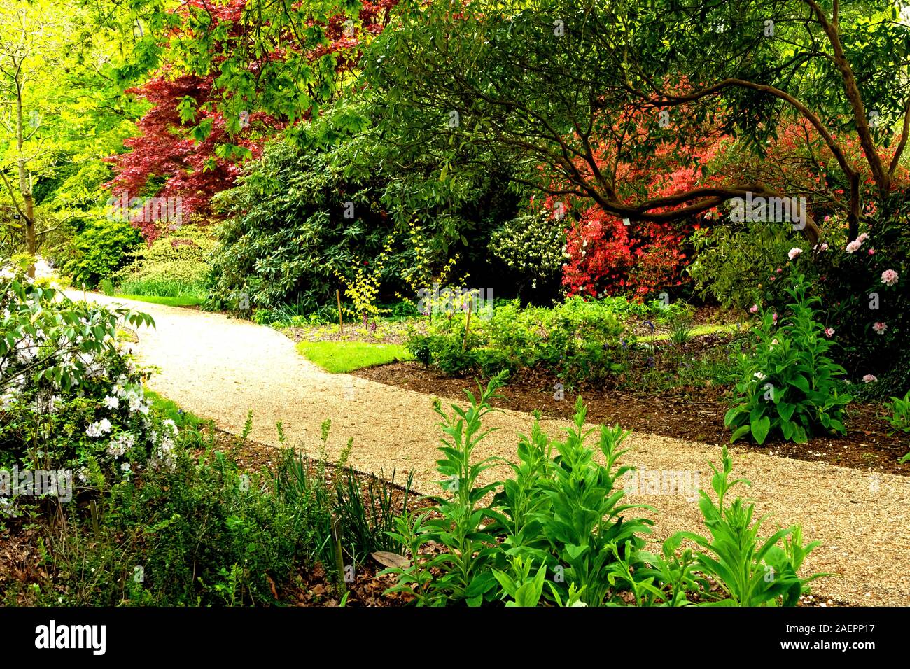 A pathway leading through Azaleas and Rhododendrons, in The Savill Garden in Egham, Surrey, UK Stock Photo