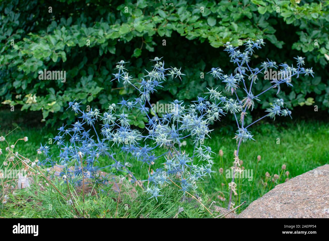 Mediterranean sea holly Eryngium bourgatii blooming in the sunlight