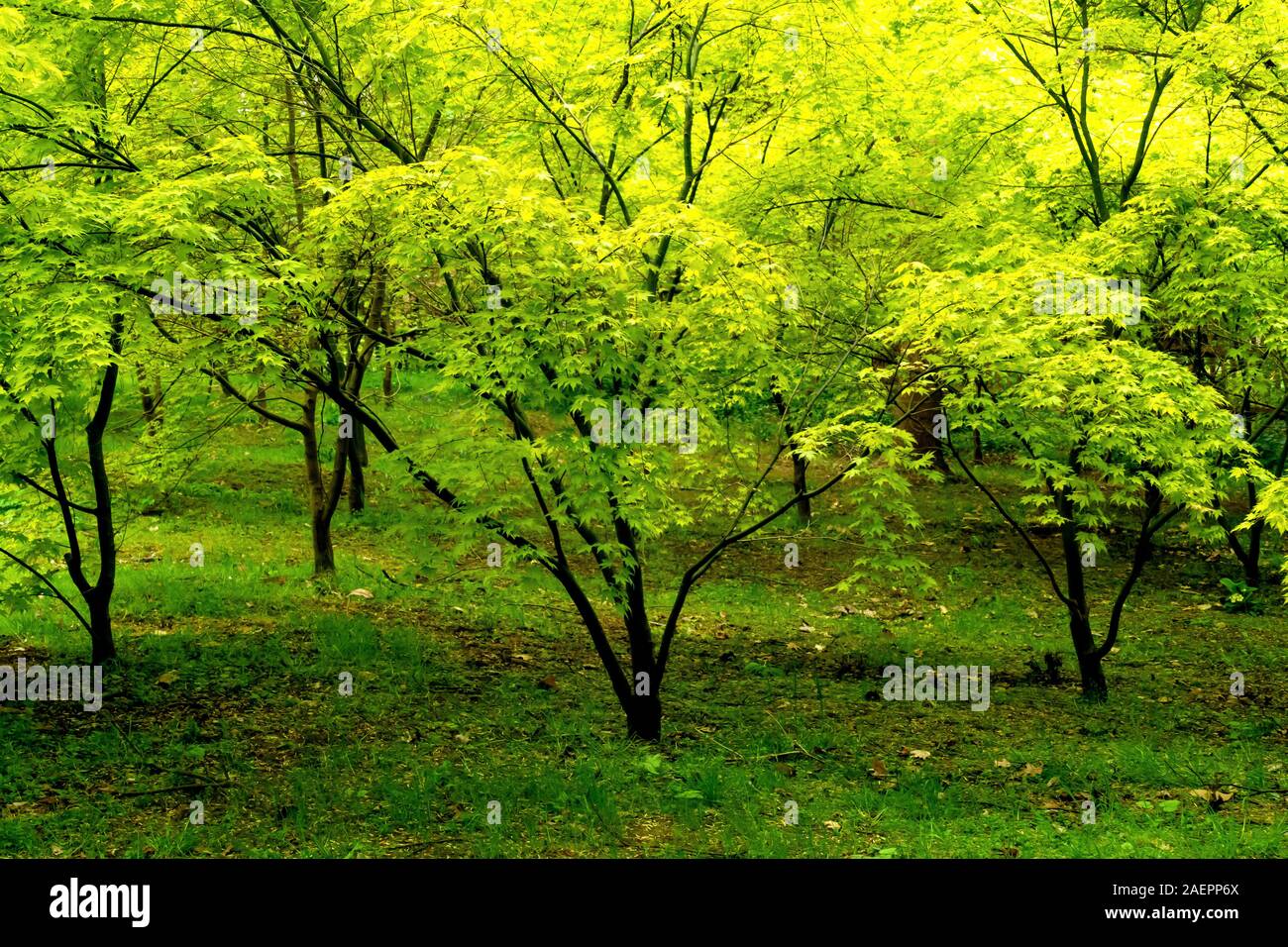 Young spring trees in the botanical Savill garden in  Egham, Surrey, UK Stock Photo