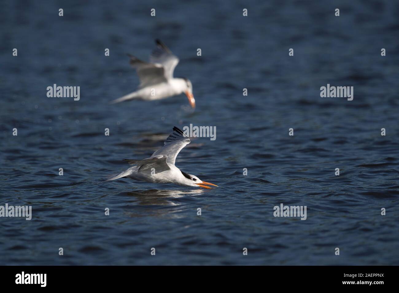 Royal Tern (Thalasseus maximus) at the Pacific Ocean at Monterrico, Guatemala Stock Photo